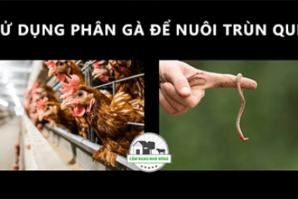 Cách sử dụng phân gà để nuôi trùn quế