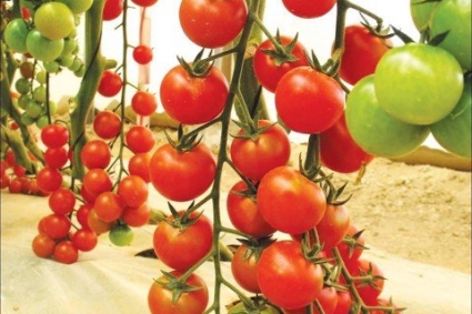 Bí quyết trồng cà chua để thu hoạch lớn