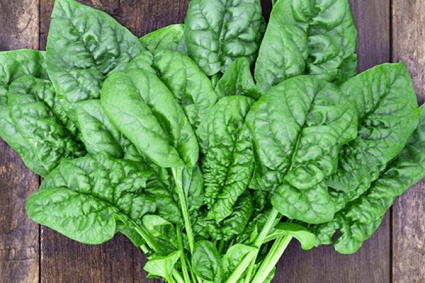 Mẹo về thời điểm thu hoạch rau bina khi nào để đạt năng suất tối đa