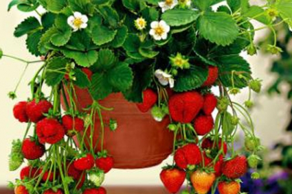 Trồng dâu tây trong chậu và giỏ treo