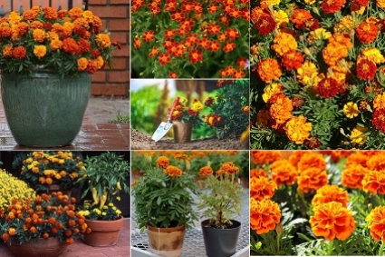 Hướng dẫn trồng hoa vạn thọ chưng dịp tết