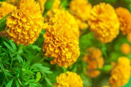 Cách trồng và Lịch trồng cúc vạn thọ dịp tết