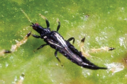 Bọ trĩ | Cách nhận biết và phòng ngừa bọ trĩ