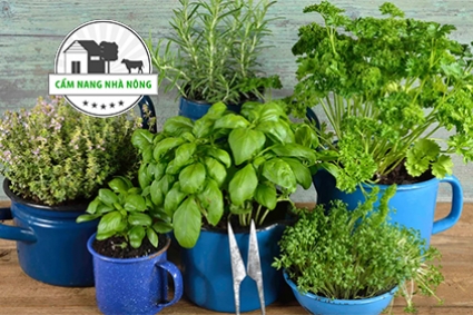 Các loại cây thảo mộc tốt nhất để trồng trong nhà