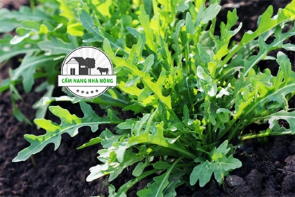 Trồng, chăm sóc và thu hoạch rau Arugula