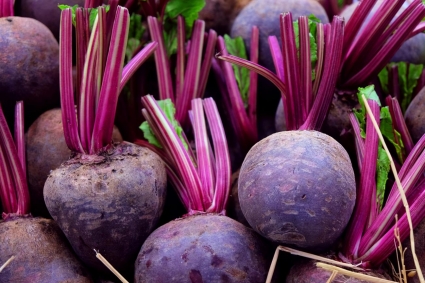 Kỹ thuật Trồng, phát triển và thu hoạch củ cải đường