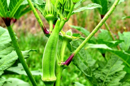 Hướng dẫn Trồng, chăm sóc và thu hoạch đậu bắp