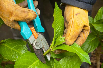 Cách nhân giống cây từ việc giâm cành