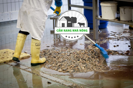 Giá trị của thức ăn ủ chua cho gà thịt