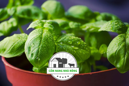 Cách trồng húng quế tại nhà