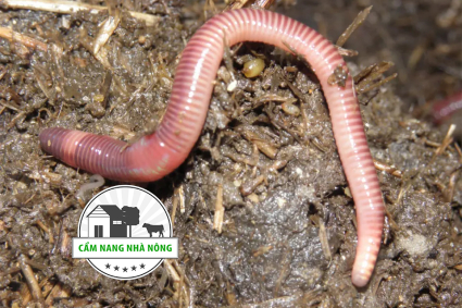 Trùn quế - Một loại thức ăn thay thế thức ăn chăn nuôi