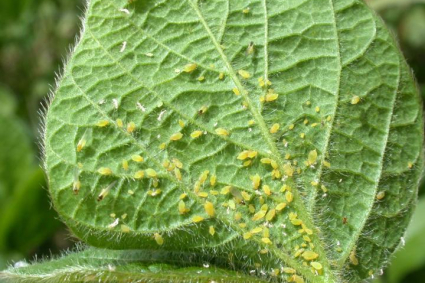 Làm thế nào để xác định và loại bỏ rệp