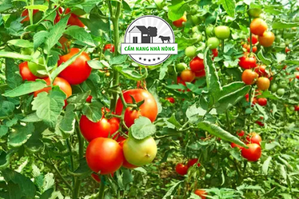 Mẹo trồng cà chua không giới hạn từ giâm cành