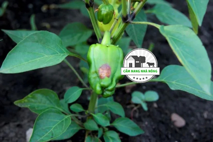 Nguyên nhân và cách xử lý cây ớt chuông bị đốm nâu