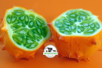 Hướng dẫn trồng Dưa Kiwano