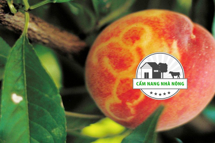 Mẹo kiểm soát virus khảm trên cây mận