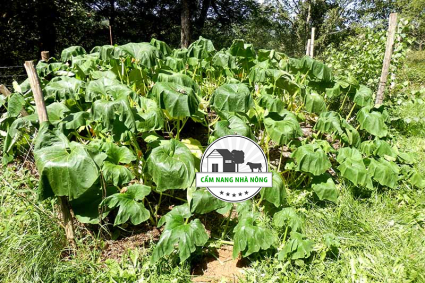 Cách khắc phục cây bí bị héo