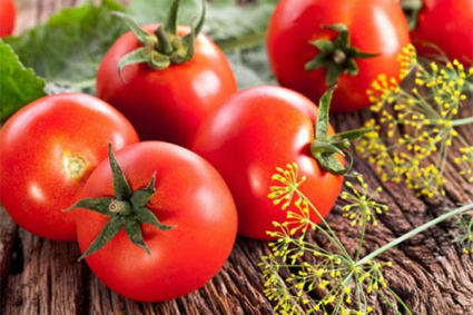 Cách trồng và chăm sóc cà chua Celebrity nổi tiếng