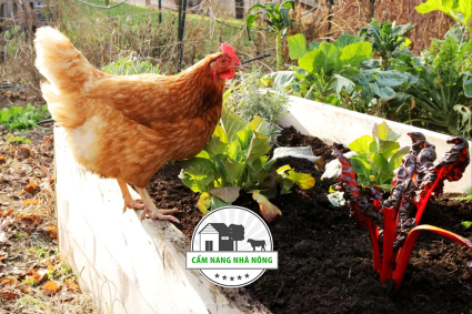 Sử dụng Phân Gà làm Phân bón Vườn