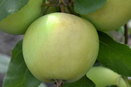 Cách trồng cây táo Lodi