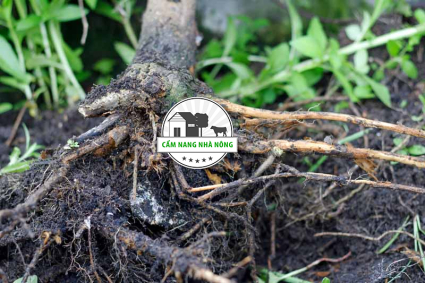 Bệnh thối rễ Texas ở cây bơ