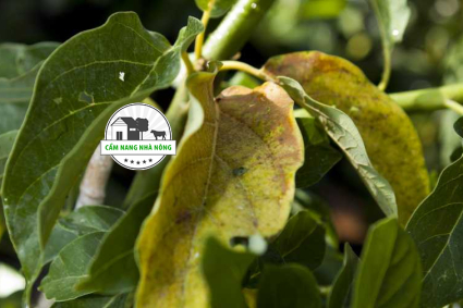 Tại sao cây bơ bị cháy lá