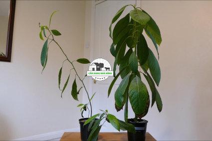 Cách trồng bơ trong chậu