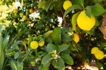 Cách trồng và chăm sóc cây chanh Meyer trong chậu