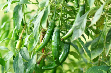 Cách trồng ớt Serrano