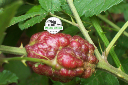 Các bệnh do vi khuẩn Agrobacterium thường gặp ở quả mâm xôi đen