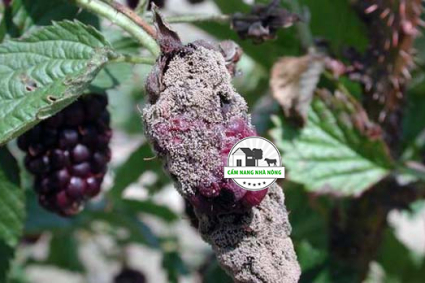 Nguyên nhân khiến quả mâm xôi bị thối