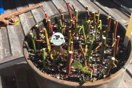 Giâm cành cho cây mâm xôi