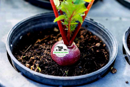 Trồng củ dền trong thùng xốp / chậu