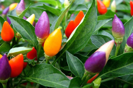 Cách trồng ớt cảnh trang trí cho nhà bạn