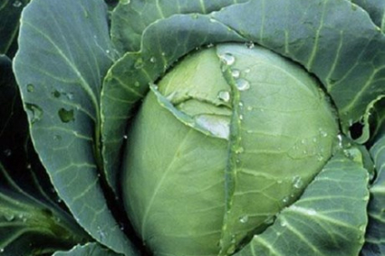 Cách trồng và chăm sóc bắp cải | Phòng sâu bệnh và côn trùng gây hại cho bắp cải