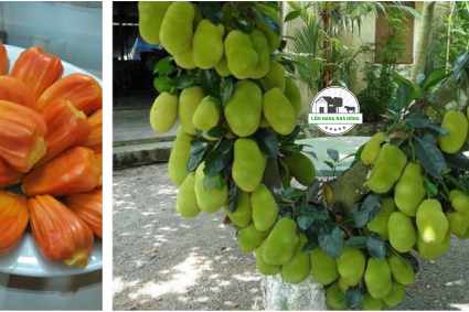 Hướng dẫn trồng và chăm sóc mít ruột đỏ