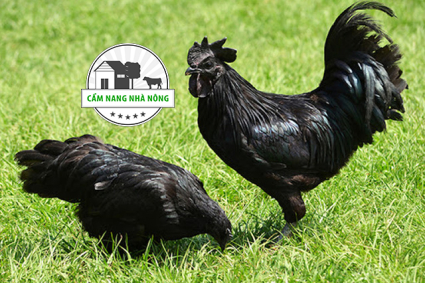 Cách nuôi gà H'Mông cho năng suất và hiệu quả cao