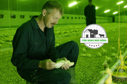 Màu sắc sáng ảnh hưởng đến sự hấp thụ và hoạt động của gia cầm