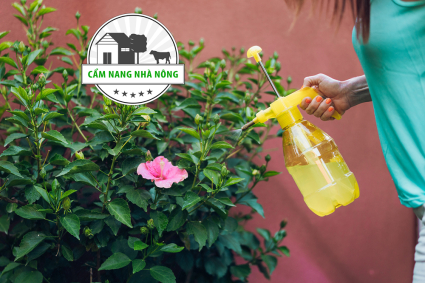 Dầu Neem là giải pháp hữu cơ của bạn để loại bỏ sâu bệnh trong vườn