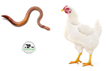 Cách cho gà ăn trùn quế