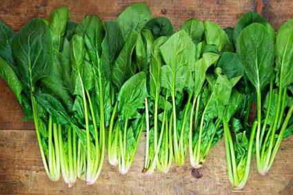 Cách trồng và chăm sóc rau bina bổ dưỡng trong vườn