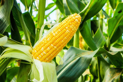 Cách trồng ngô năng suất cao