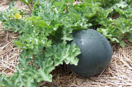 Trồng cây đồng hành cho dưa hấu