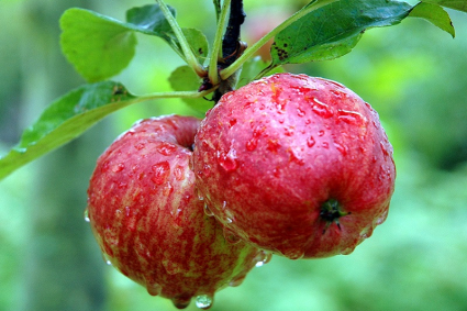 Bạn có thể trồng táo từ hạt quả táo mua ở cửa hàng không?