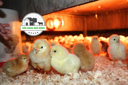 Hướng dẫn đầy đủ của bạn để úm gà con