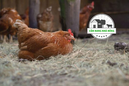 Cách diệt bọ chét ở gà