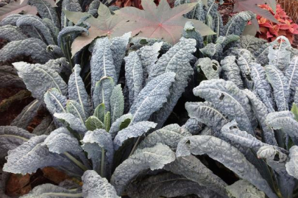 Không phải là quá muộn để trồng rau mùa thu của bạn. Đây là Cách!