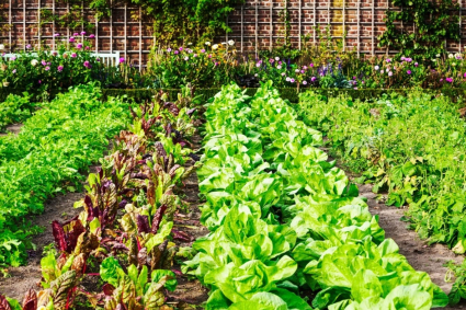 6 BƯỚC CẦN THIẾT ĐỂ CÓ MỘT VƯỜN RAU THÀNH CÔNG