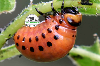 Cách xác định và kiểm soát rầy mềm gây hại