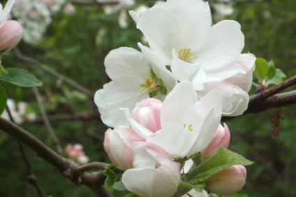 BÍ ẨN CỦA QUÁ TRÌNH THỤ PHẤN CỦA TÁO